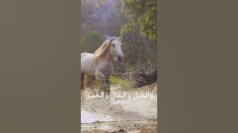 والخيل والبغال والحمير لتركبوها وزينه ما تيسر من سوره النحل بصوت القارئ حماده محمد عبد العزيز