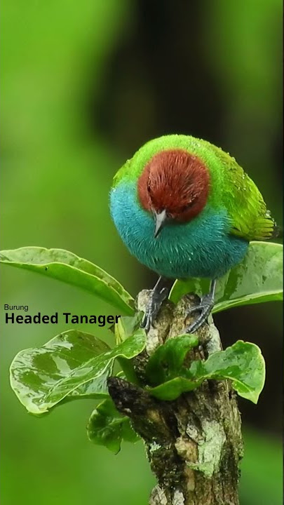 Burung Tanager