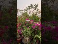 Bougainvillea blooms || My terrace Garden || Garden Soul