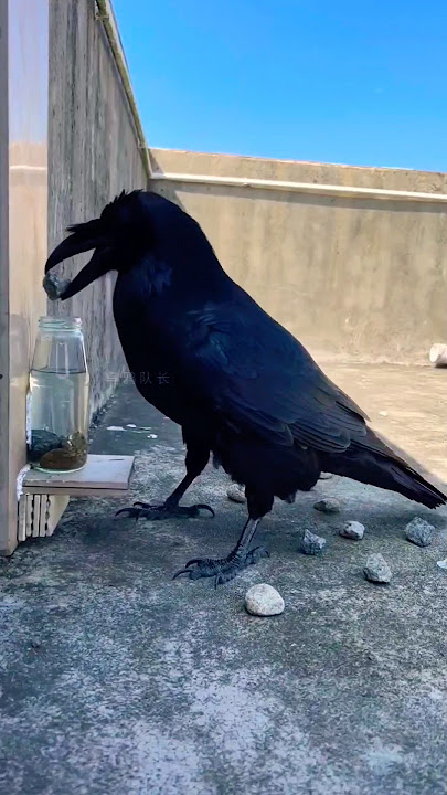 Burung gagak minum air dalam botol #shorts #shortsvideo #inspirasi #tren #hewan