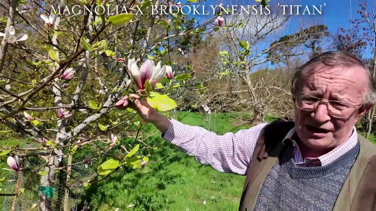 Multi coloured magnolia crosses - YouTube