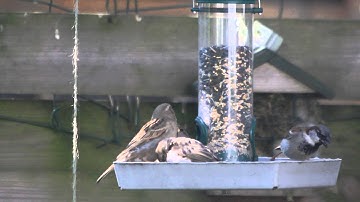 Huismus voert haar jongen
