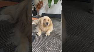 Golden retriever Malish with a guilty face