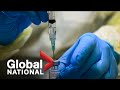Global National: Jan. 28, 2021 | Canada says vaccine rollout still on track despite Pfizer delays