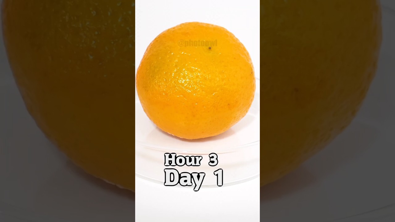 Orange  transformation🍊 fruit to waste 