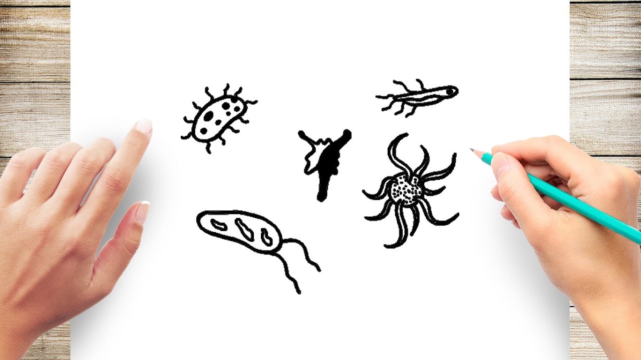How to Draw Bacteria Step by Step - YouTube