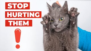 10 Common Mistakes Cat Owners Make | Cat Videos | Funny Animals | Cat Routines by Animalistic 4K 684 views 1 year ago 9 minutes, 7 seconds