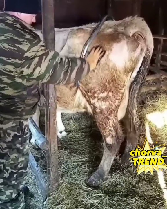 MOL SOG‘ISH UCHUN LAYFXAK!!! 👆😱😱😱