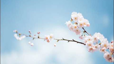 93 سورة الضحى | القارئ صالح بن سالم الصاهود