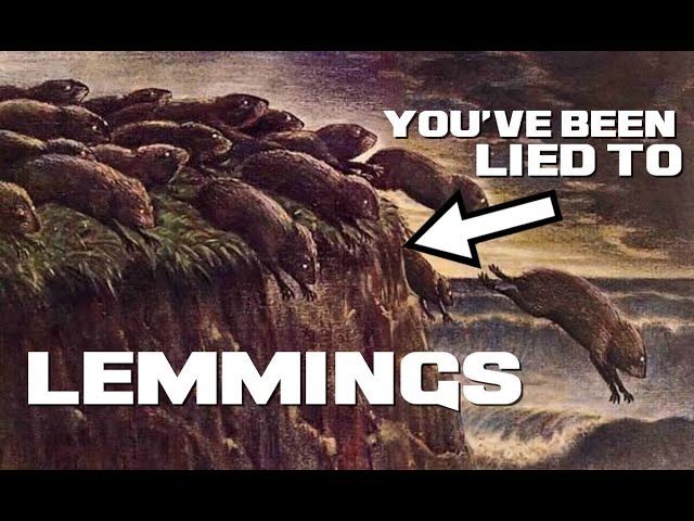 13 Facts About Lemming 