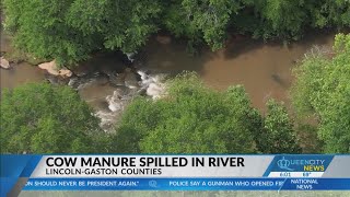 Cow manure enters South Fork Catawba River