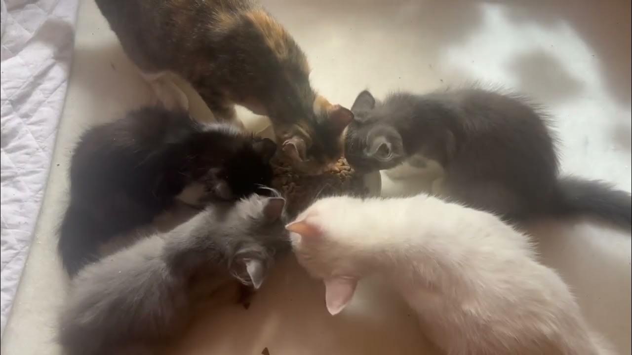 Все котики едят с одной тарелки - YouTube