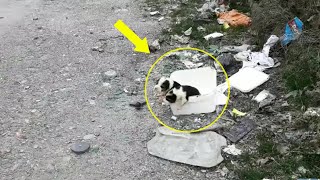 Eyes not yet opened, 2 puppies tried to climb out of there to their crying brother by Animal Shelter 49,085 views 3 weeks ago 8 minutes, 16 seconds