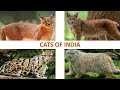 Cats of India 🐈 🇮🇳 | Mammals | Indian Animals