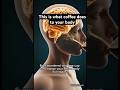 What Happens Inside Your Body When You Drink Coffee