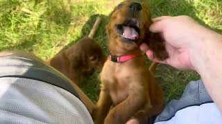 Irish Setter Girls Romp in the grass