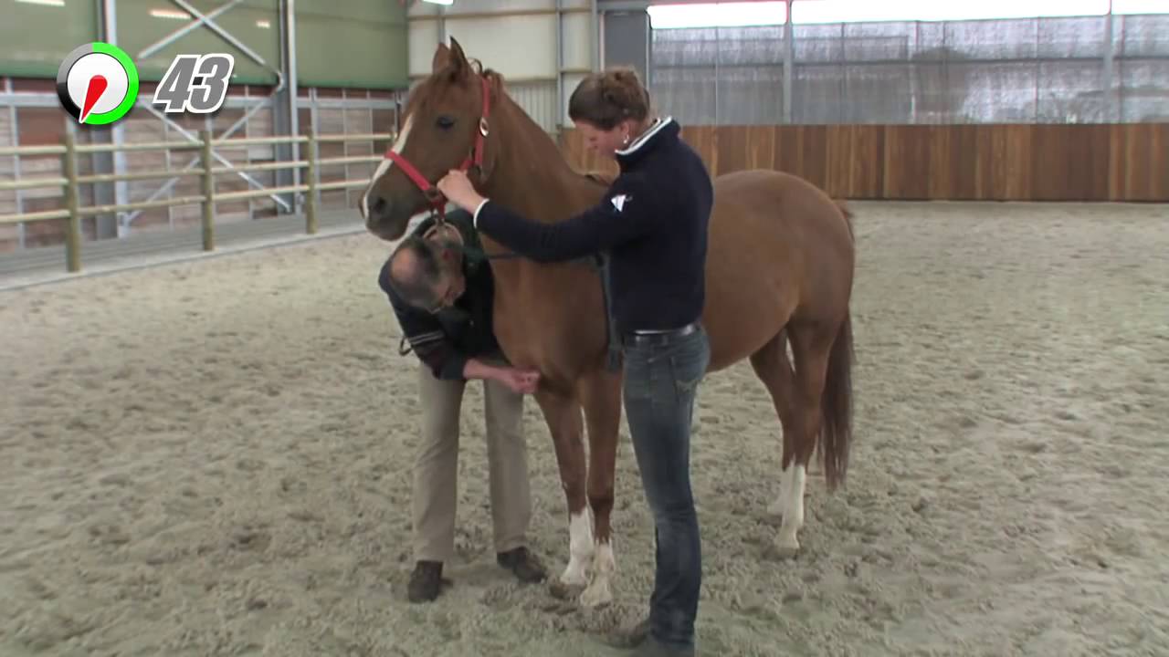 Paardeninfluenza Paard 100 Seconden Dierenarts YouTube Paardeninfluenza paard 100 seconden dierenarts youtube