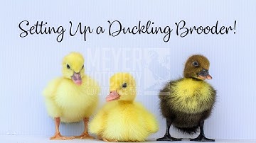 Tips for Setting Up a Duckling Brooder!