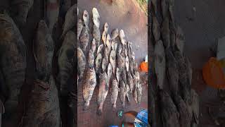 Caught Groupers in Sea | Factory Explorer