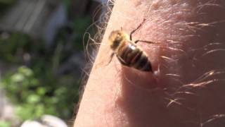 Do Honeybees Really Die When They Sting HD