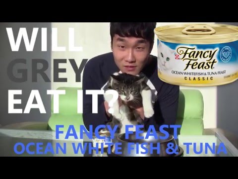 [고양이 먹방] 팬시피스트 참치 & 흰살 생선 [Will My Cat Eat it?] Fancy Feast Ocean Whitefish & Tuna