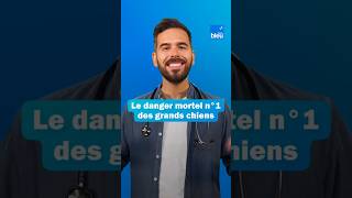 Download Lagu Le danger mortel n°1 des grands chiens : la torsion d'estomac MP3