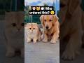 Dog says to cat "let's eat dinner!#funnydogs #funnycats #dogandcat#shorts