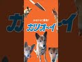 【カツオーイ】色んな料理動画をはしごしてレシピを引用しまくり完成した、後輩に振る舞ったバターチキンカレー【みじかすぎた動画】