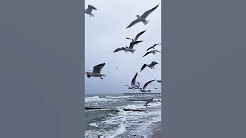 Чайки на море