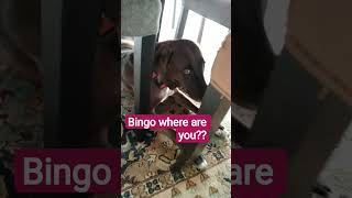 hide and seek🤣🐶/shorts video