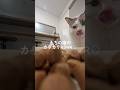 うちの猫のカリカリASMR🎧ノエルがご飯食べるだけ🍼 #cat #asmr#モッパン #モッパンasmr