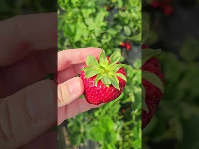 🍓 Кубанская клубника