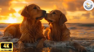 8 Hours Relaxing Music For Dogs 🐶 Stress Relief Music For Dogs ♬ Calming Music For Dogs | 4K video
