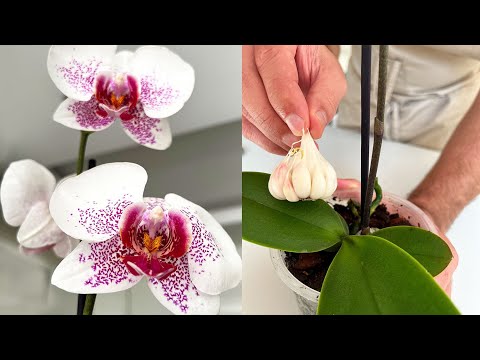 Video: Notranja orhideja: kako skrbeti. Dendrobium Starclass doma