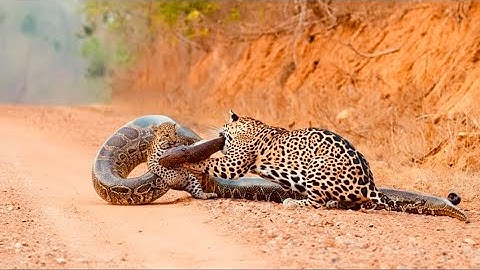 Heart Stopping Moment — Mother Leopard Fights Python to Rescue Her Baby  Wild Rescue
