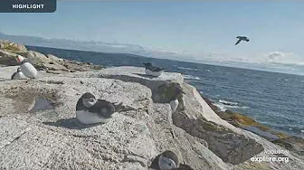 Puffin Loafing Ledge | 2023 Highlights