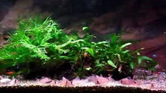 熱帯魚 番組まとめ Youtube