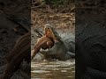 Deadly Crocodile Strike 🐊