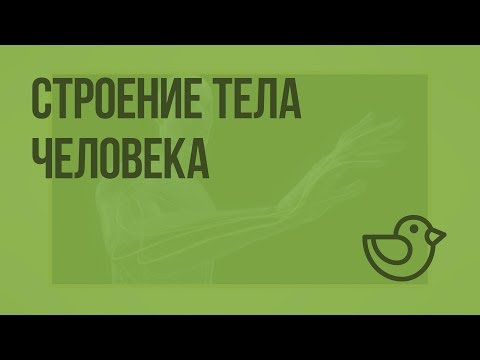 Строение тела человека видеоурок