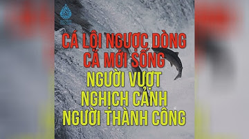 CÁ LỘI NGƯỢC DÒNG CÁ MỚI SỐNG NGƯỜI VƯỢT NGHỊCH CẢNH NGƯỜI THÀNH CÔNG  | Quà Tặng Cuộc Sống