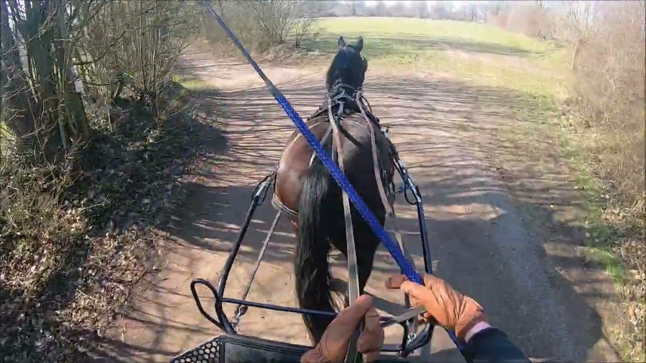 Ostsee Shires / Claudia beim 4. Praxistag Kutschfahrabzeichen FA5 / Leinenaufnahme & Abbiegen