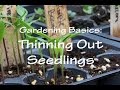 Gardening Basics: Thinning Out Seedlings