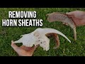 Horn Sheath Removal How-To for raw skulls (no banging!)