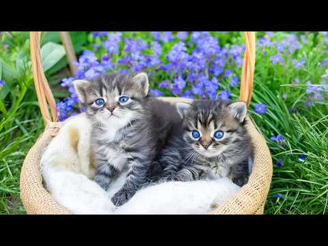 Harp Music that Gives Comfort to Cats - Tranquil Tunes for Anxious Cats, Music that Cats Like