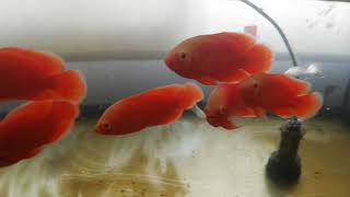 Chili Red Oscar Cichlids around 4inches