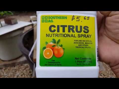 Video LÀM VƯỜN Ở MỸ: Cây Tắc, Quất (Calamondin Tree) - Khắc... - youtube