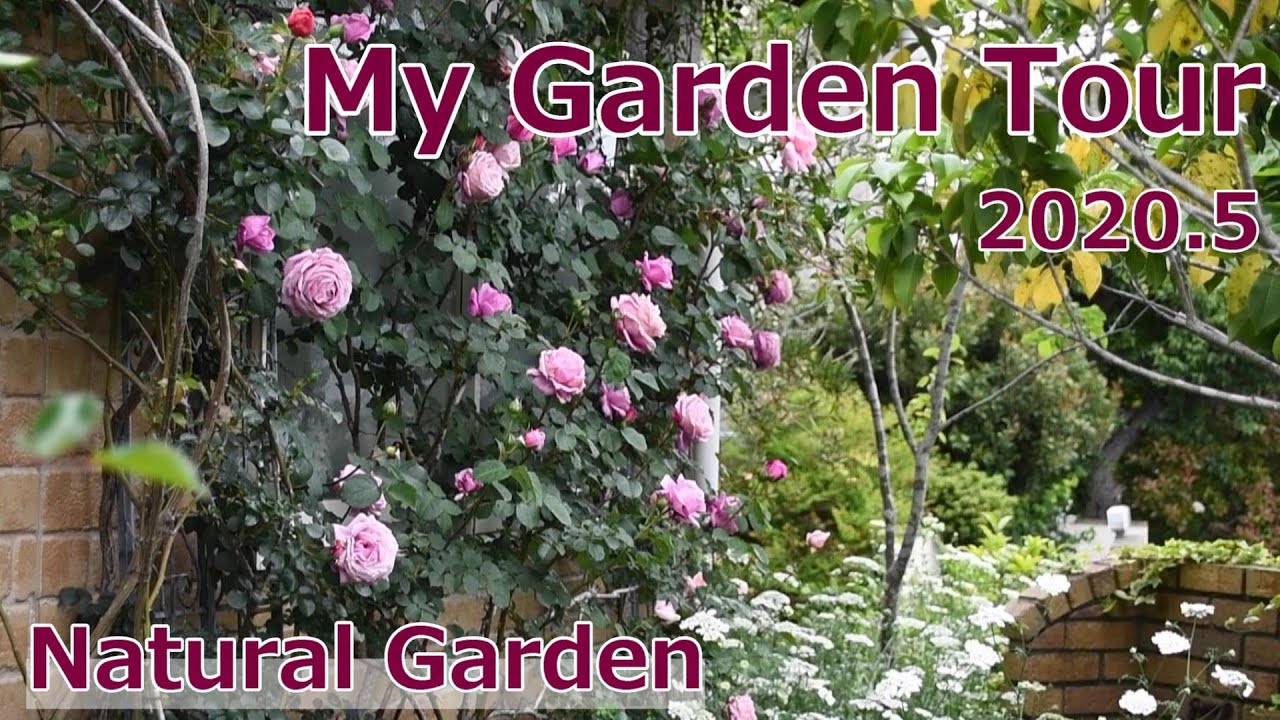 ガーデンツアー バラと宿根草の小さなナチュラルガーデン ５月中旬の庭の景色 ガーデニング Youtube