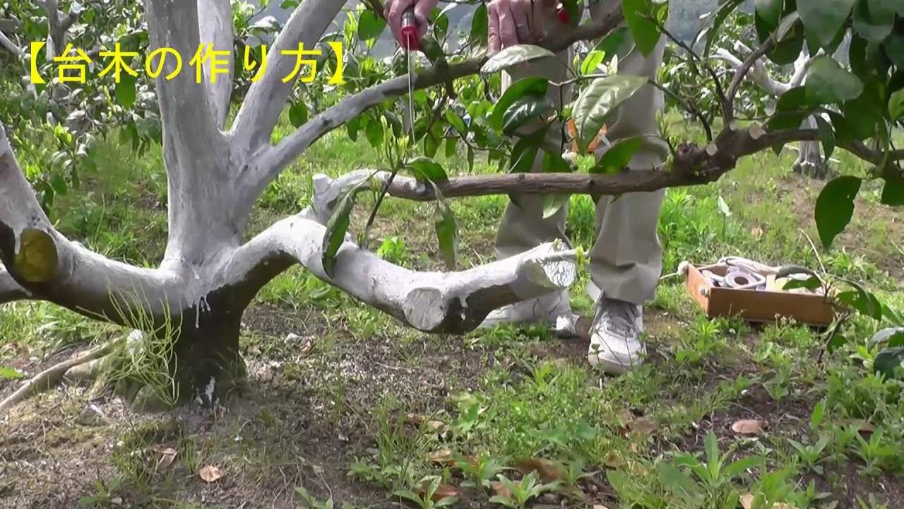 柑橘の接ぎ木（高接ぎ）【ＪＡありだ】