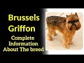 Brussels Griffon. Pros and Cons, Price, How to choose, Facts, Care, History