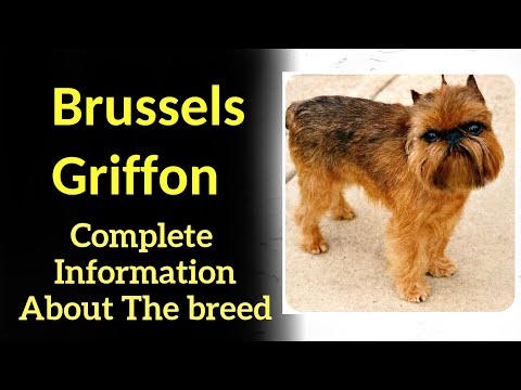 Brussels Griffon. Pros and Cons, Price, How to choose, Facts, Care, History